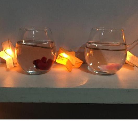 Terlaris Aquarium Mini Ikan Cupang Ukuran 475ml Akuarium Kecil Kaca Hias Bulat Aquascape