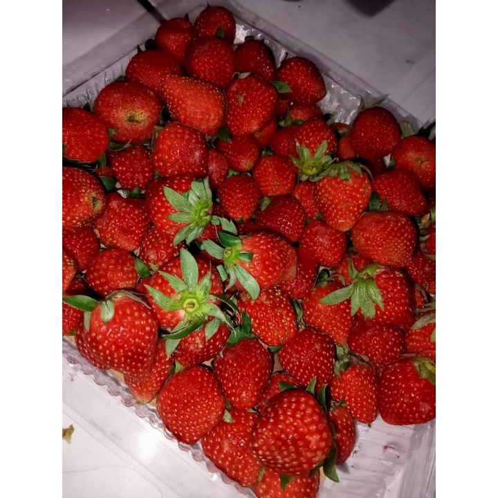 

Buah Strawberry