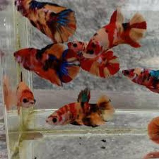 ikan cupang jenis nemo koi/ betta fish nemo grade a