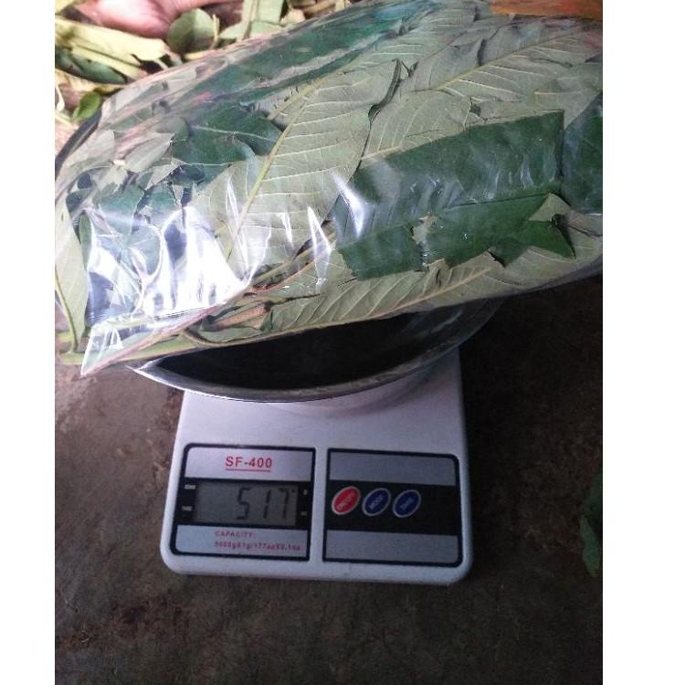 

[KODE T28] DAUN SUNGKAI 500 gram herbal covid 19 harga pendemi