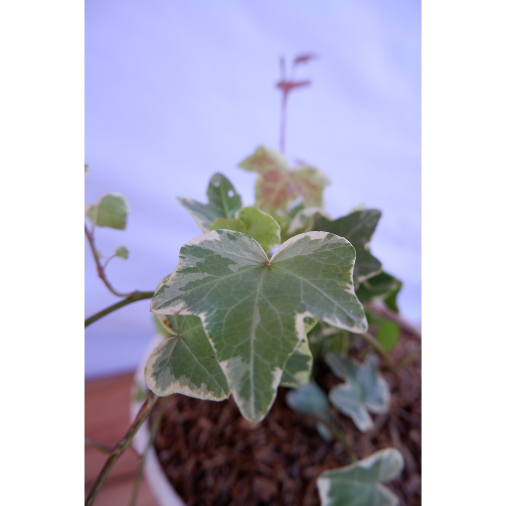 Ivy Variegata - Tanaman Daun