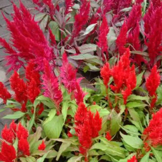 Celosia / jengger ayam