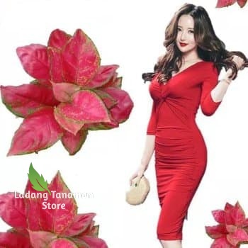 Tanaman Hias Aglonema Red Anjamani - Tanaman Hias Aglonema