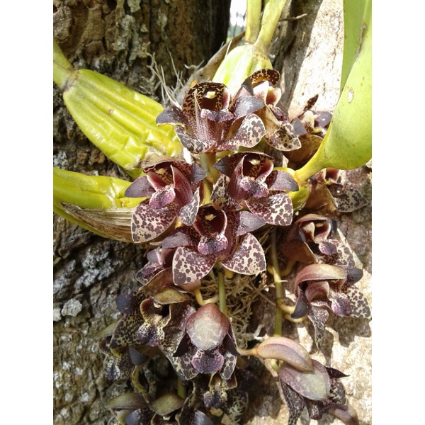 Grammatophyllum stapeliiflorum