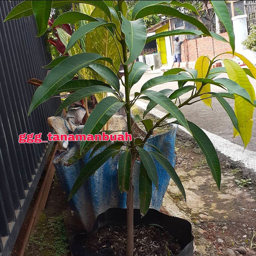 Bibit Mangga Yuwen Seri 6 Asli Okulasi