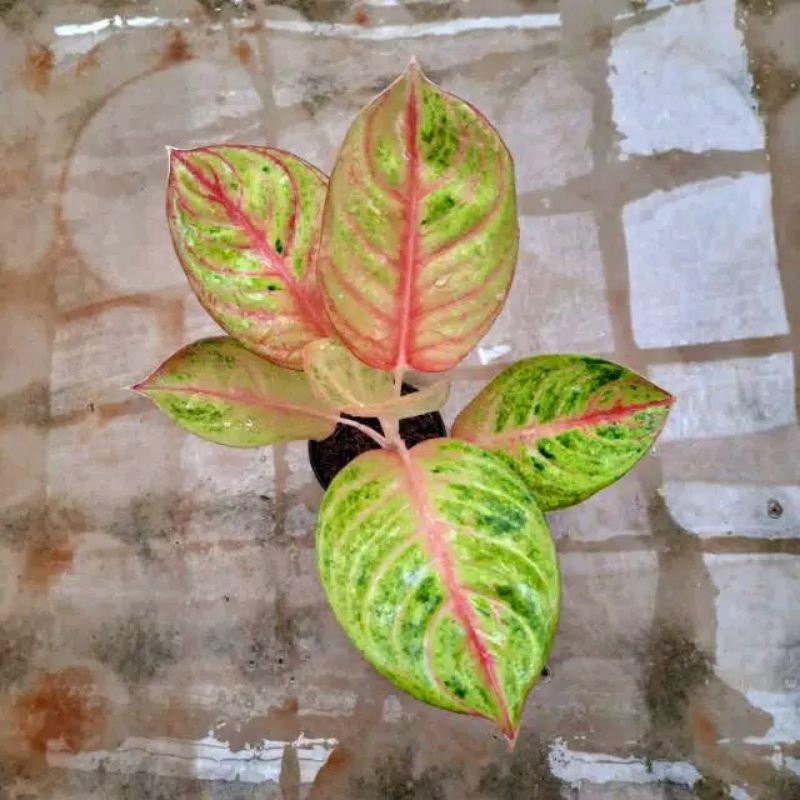 baby aglonema goliath