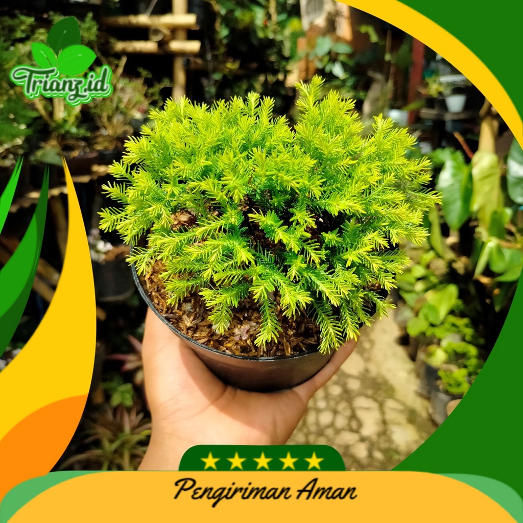 bonsai cemara balon emas