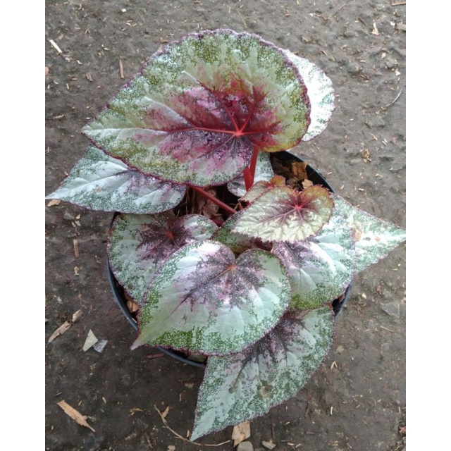 Tanaman Begonia Rex - hiasan taman - tanaman begonia rex