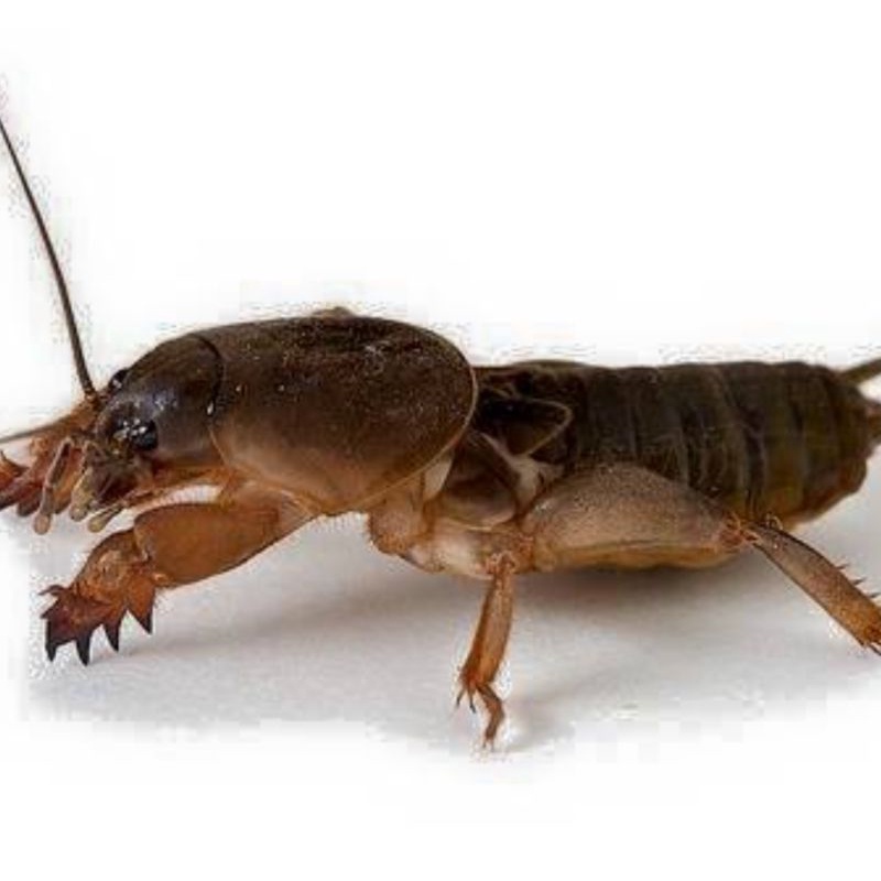 anjing tanah gaang umpan mancing per 20 ekor