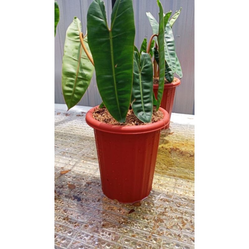 Philodendron Kabel Busi