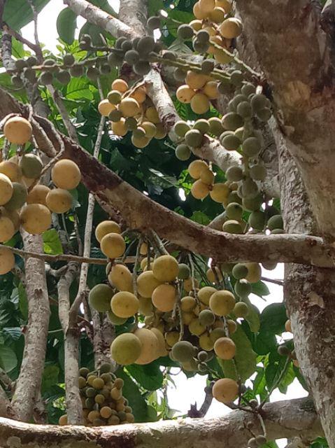 Sprei Waterproof Ukuran 180x200 Tinggi 20cm Anti Air Anti Ompol Murah Bahan Import Reseller Welcome