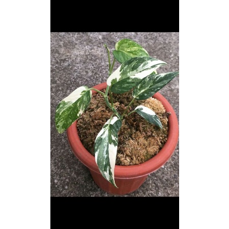 epipremnum varigata (ekor naga varigata)