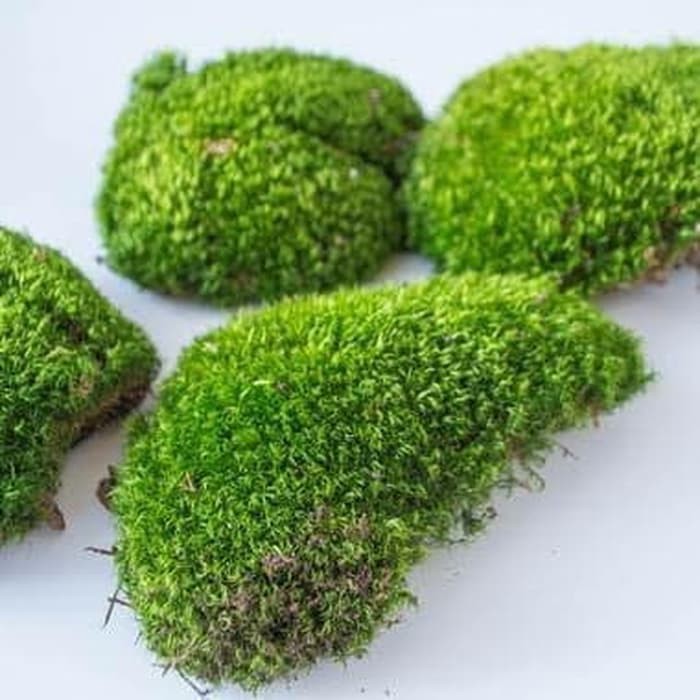 

Forest Moss