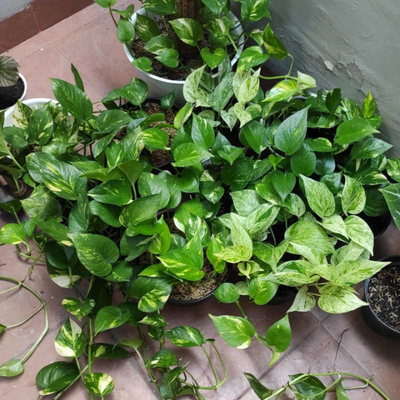 Jual Tanaman Hias Sirih Gading Epipremnum Aureum Golden Pothos Stek Sudah Ada Akar Shopee