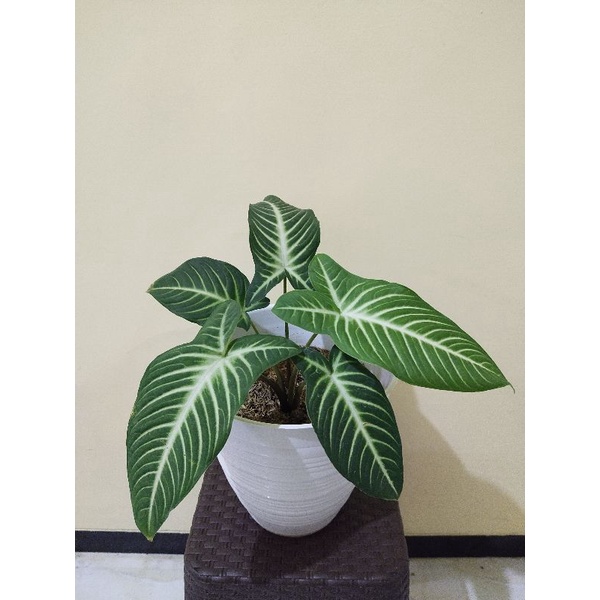 Keladi Xanthosoma Lindeni Rawatan Realpic