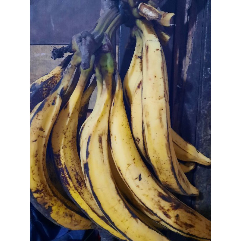 

Pisang tanduk