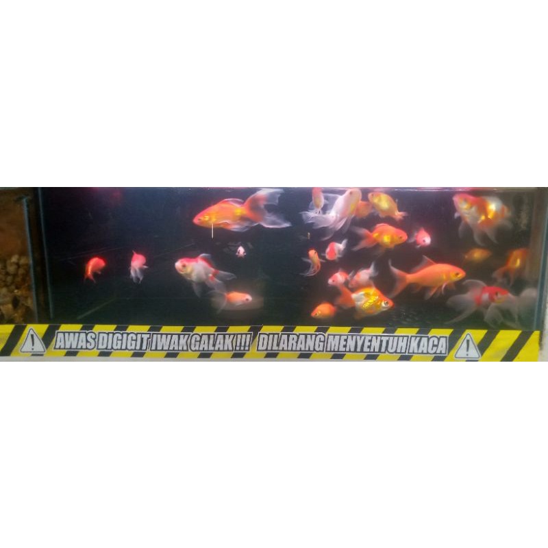 

ikan Koki Ryukin,Mutiara,Rancu,Oranda,dan Komet