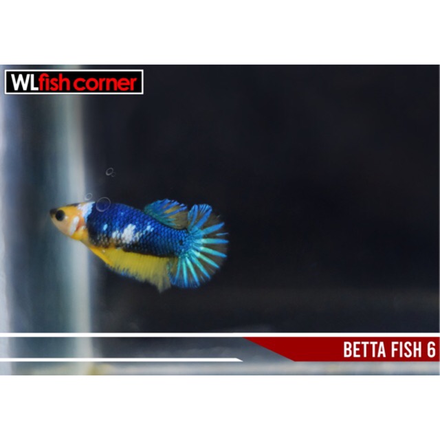

Cupang (betta fish)