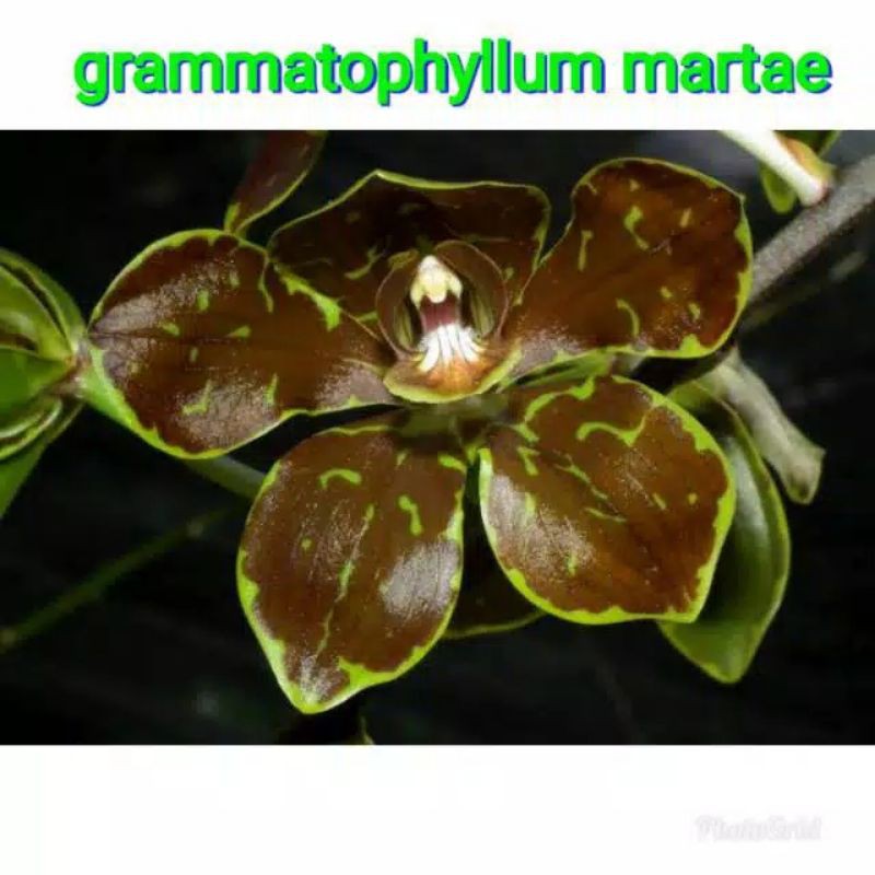 seedling anggrek grammatophyllum martae