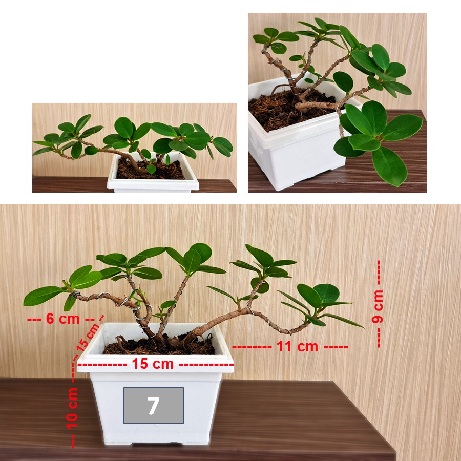 Tanaman Hias Pohon Bonsai Mame Beringin Korea Mini Dolar B-BK-010