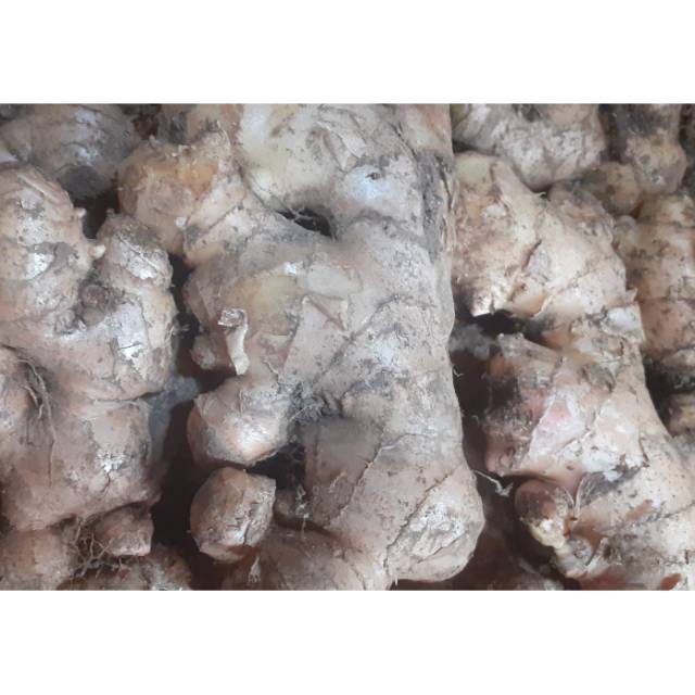 

JAHE GAJAH 1KG,500GR.