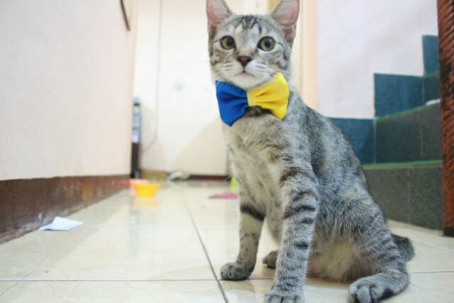 Dasi kupu-kupu half bowtie untuk kucing dan anjing / baju kucing murah se indonesia size bervariasi
