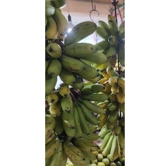 

Pisang Mas