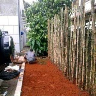 Tanaman Hias Bambu  Jepang Untuk Hiasan Taman  Pagar  Rumah 