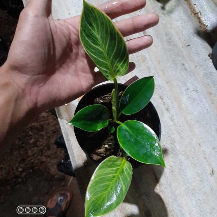 Tanaman Hias Philodendron Birkin - bibit philodendron birkin murah