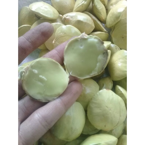 

JENGKOL MUDA/JENGKOL SIKI