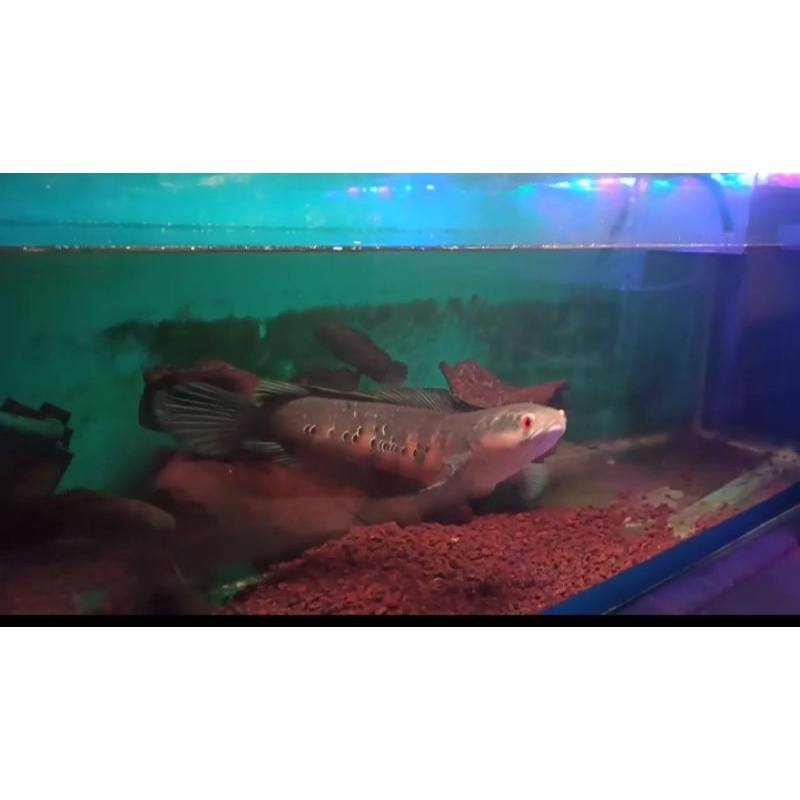 chana red barito grade A berbunga kalteng