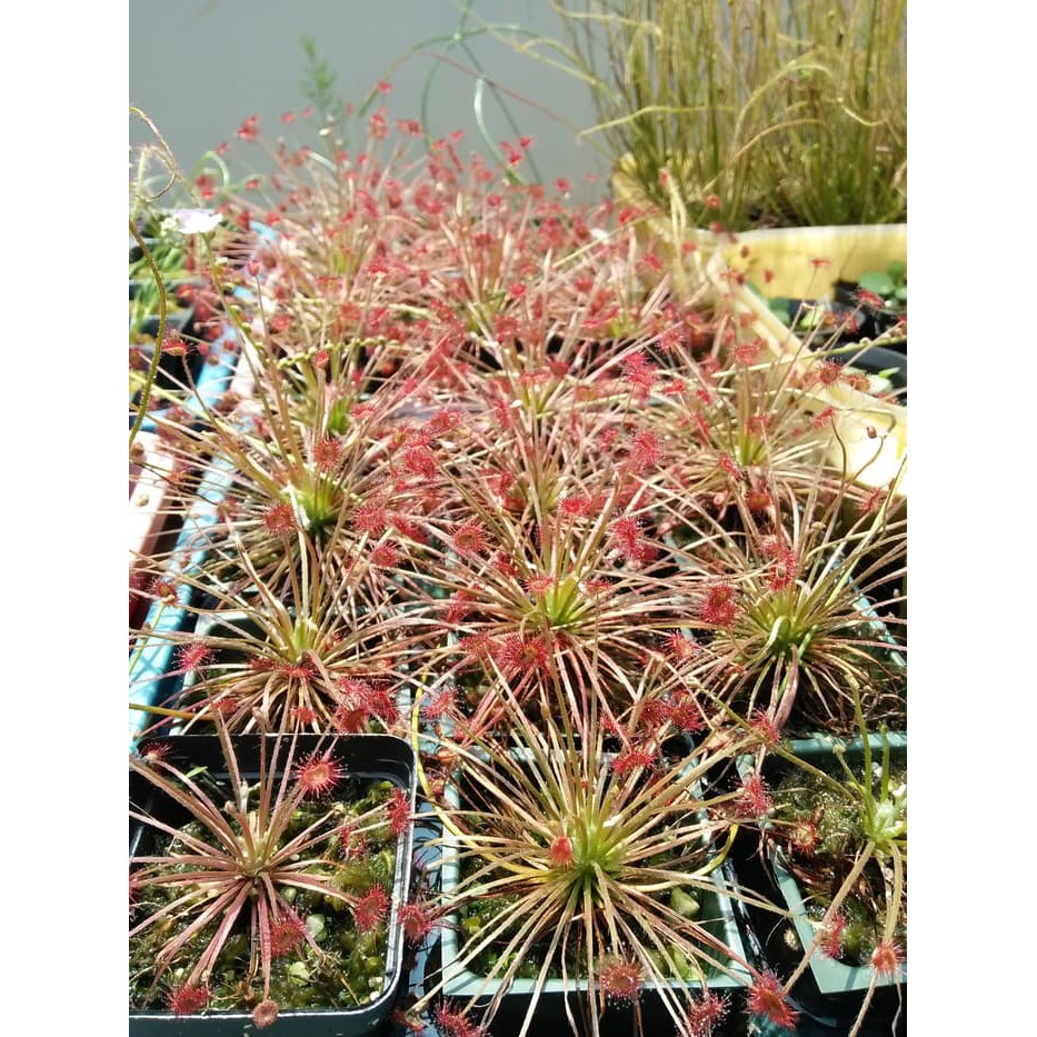 Drosera Paradoxa