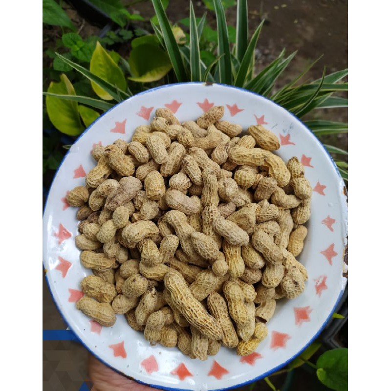 

Kacang Kulit Oven