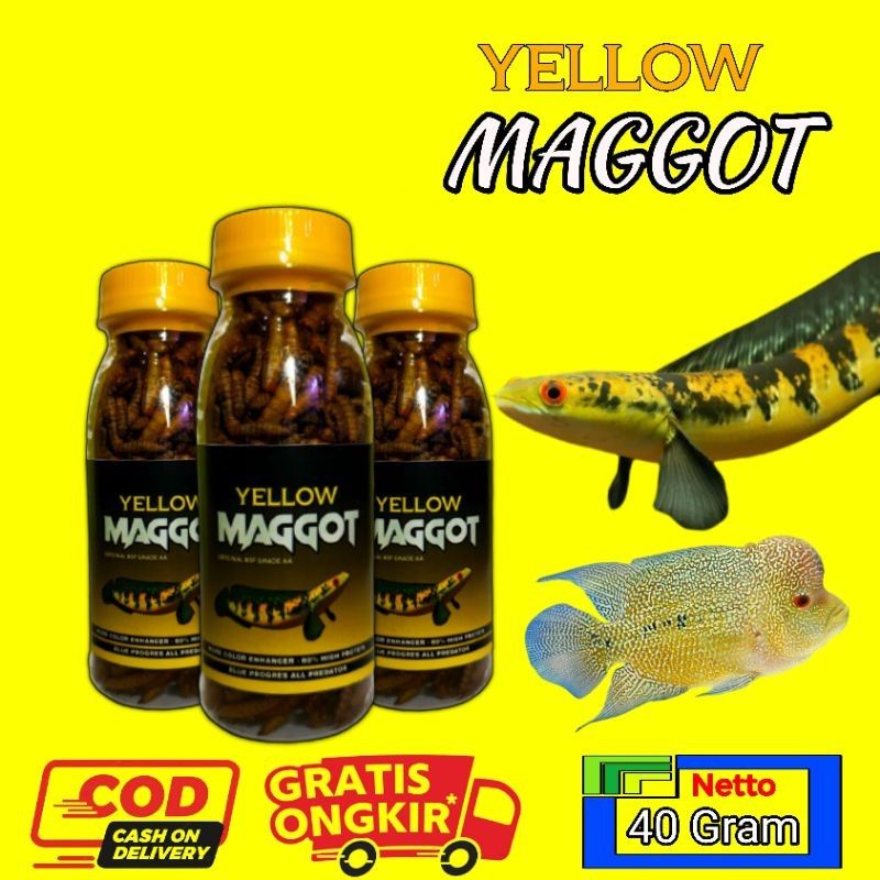 PAKAN MAGGOT PENGUAT WARNA PIGMEN KUNING IKAN