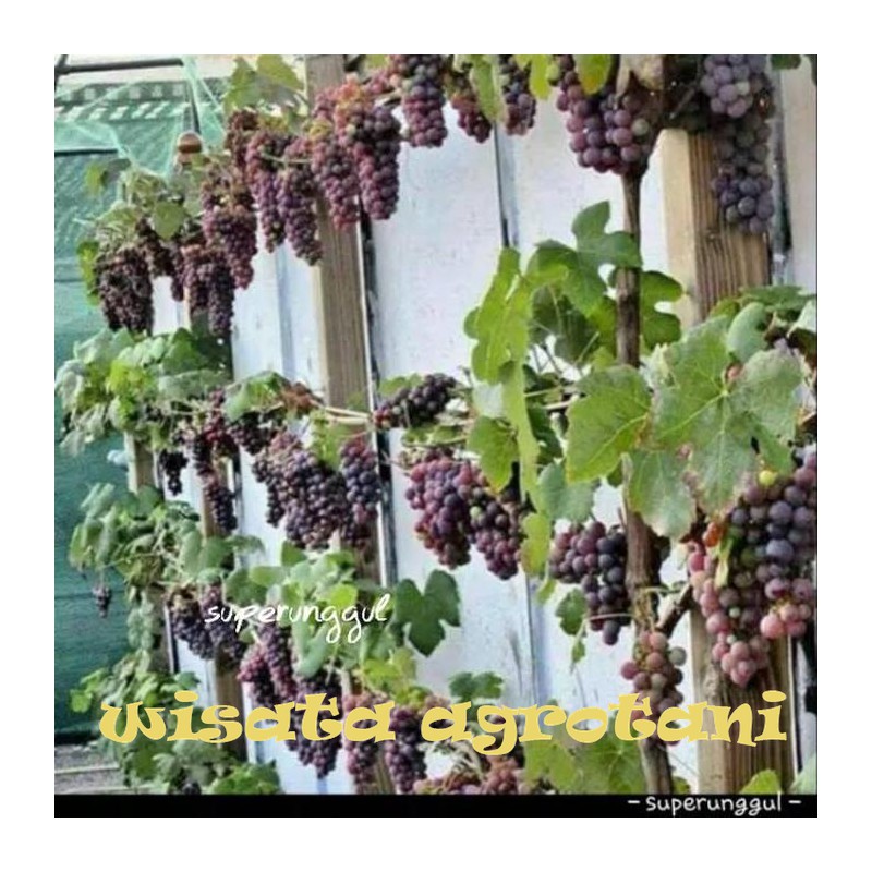 Bibit Anggur Caroline Cangkok Cepat Berbuah Anggur Import Okulasi WISATA AGROTANI