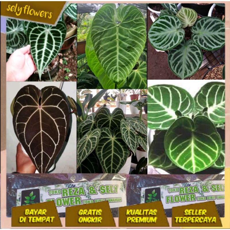 bibit ANTURIUM KUPING GAJAH 6jenis