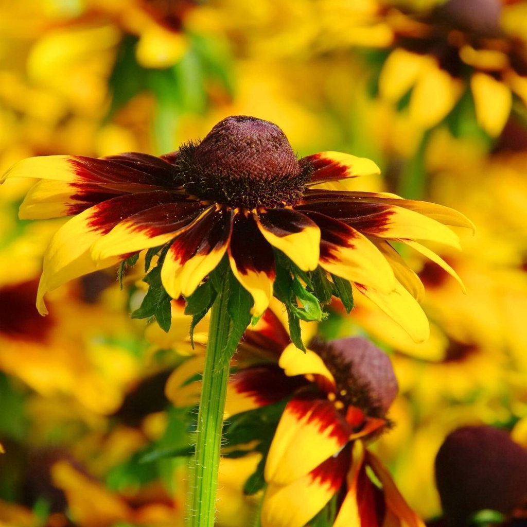 Benih Bibit Biji - Bunga Rudbeckia Gloriosa Daisies Cone Flower Seeds - IMPORT