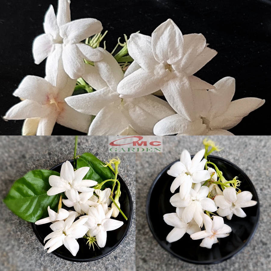 Bunga Melati Putih Wangi Harum Bibit Jasminum Sambac Tanaman Hias 1020