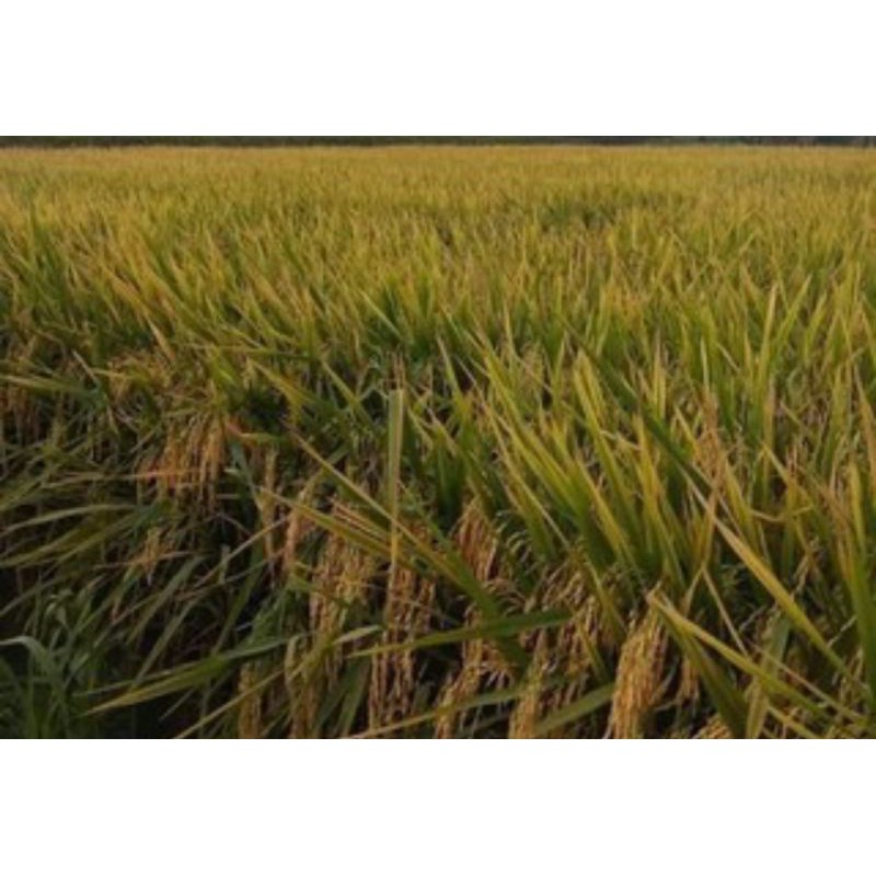 padi anti Burung padi Unggul CL220