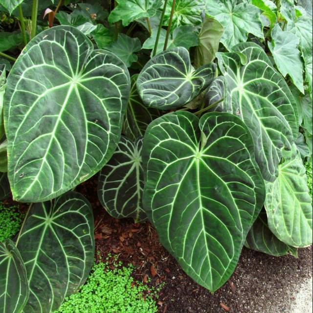 Tanaman hias bunga kuping gajah jumbo anthurium magnificum dewasa