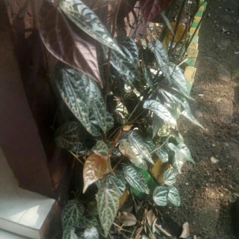 

daun sirih merah jakarta