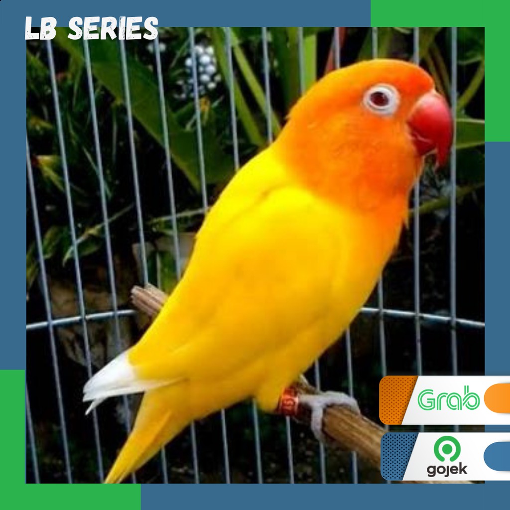 lovebird Lutino rm lb series