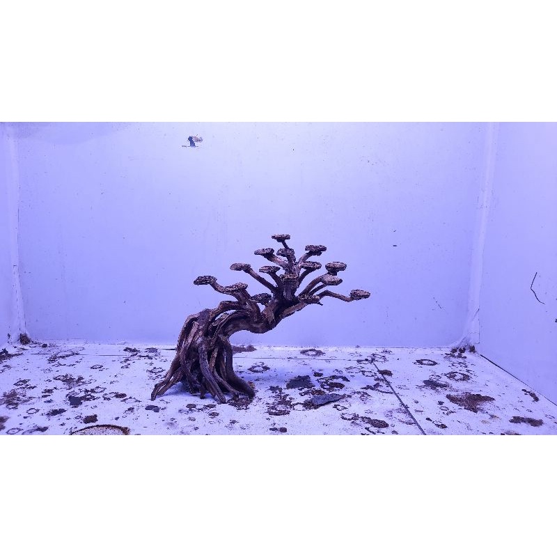 bonsai aquascape mini