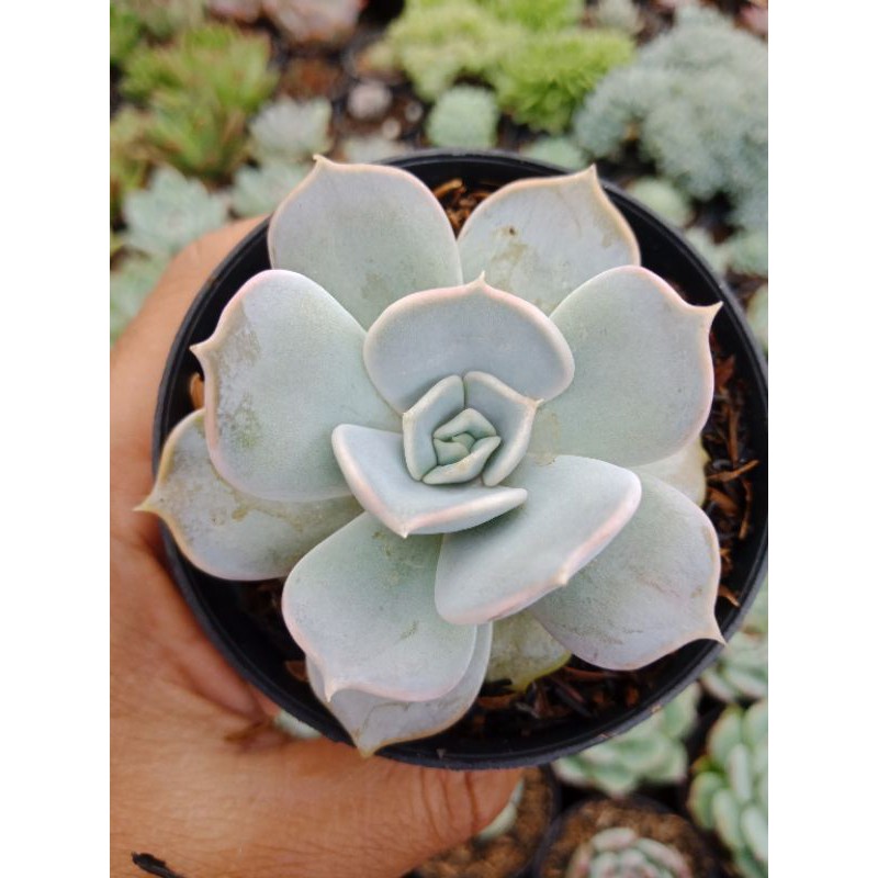 Sukulen Sekulen Echeveria Lilacina - Sukulen Bandung