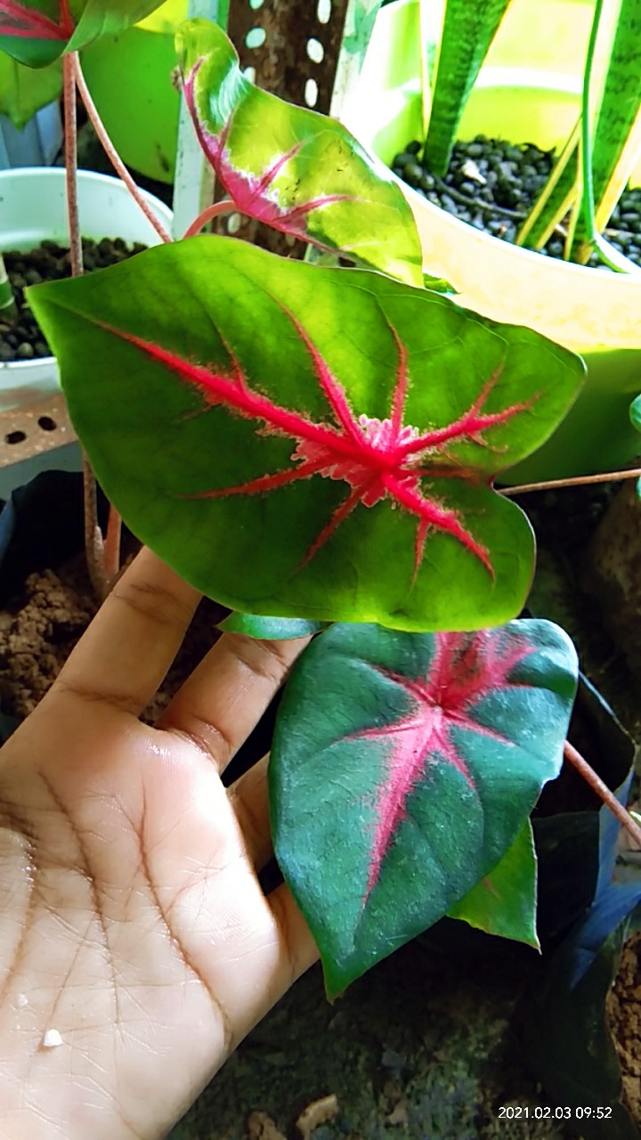 Kladi Joker Keladi Joker Caladium Ace Of Hear Jantung Hati