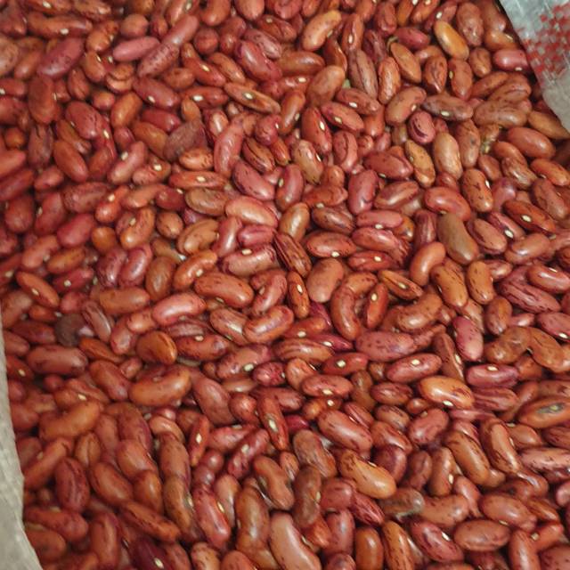 

Kacang Merah