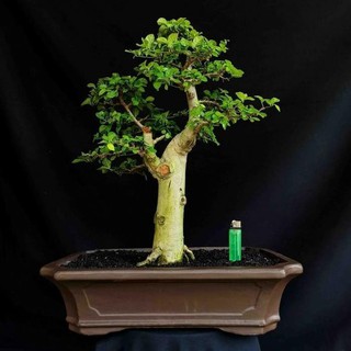 Tree Rukem Picture Of Andi Nug S Facebook Feed Pohon Bonsai Bonsai Pohon