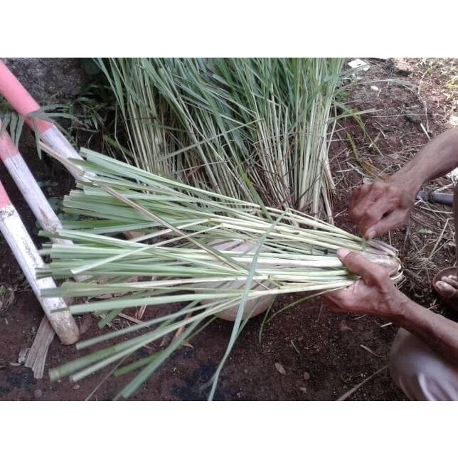Pohon Sereh Wangi | Tanaman Sereh Wangi 1 kg
