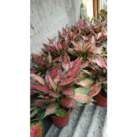 Aglaonema Ruby batik rumpun
