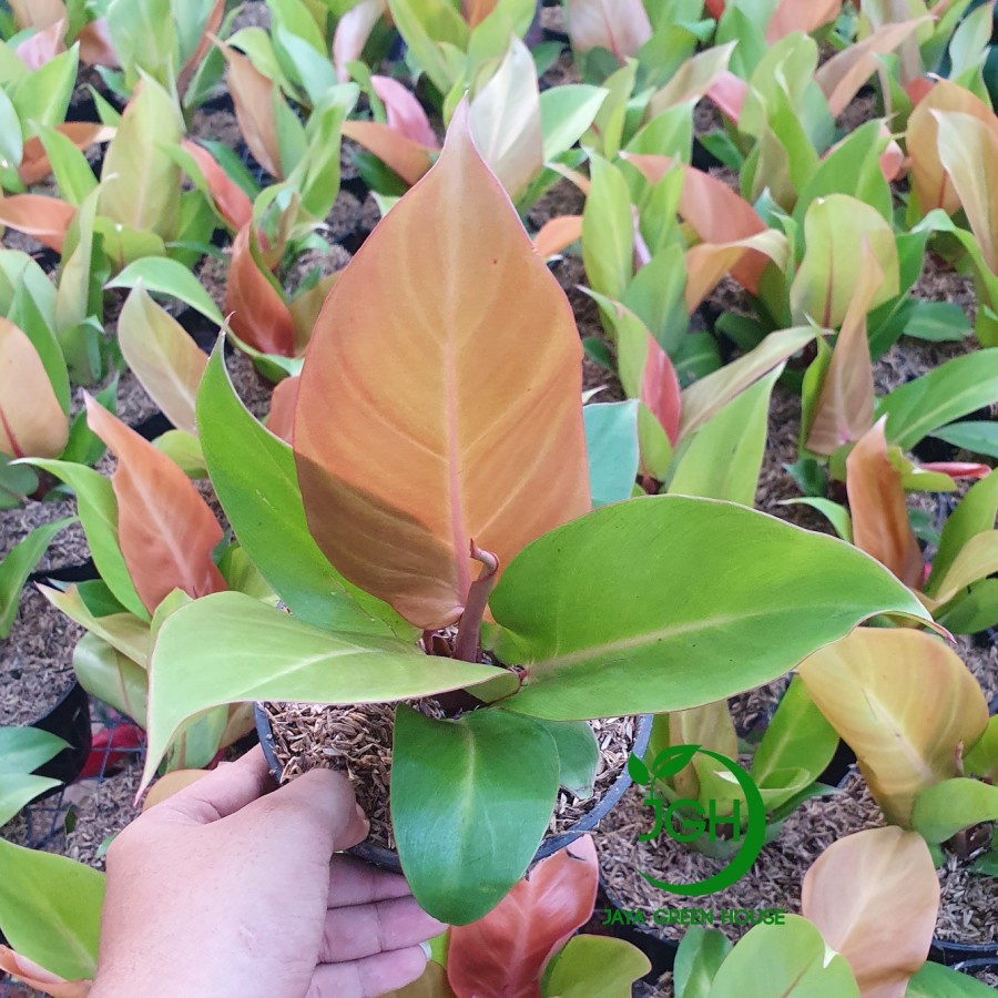 Tanaman Hias Phillo Orange Juice